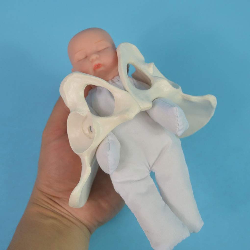 Spotimlody Female Pelvis Childbirth Model - Mini Female Pelvis&baby Model - Fetus/umbilical Cord/placenta-Childbirth Simulator Female Pelvis and Baby Model for Study Display Teaching Medical Model