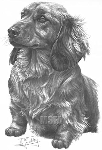 Gdf Galleries Long Haired Dachshund Drawing Giclee Print By Mike