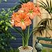 Amaryllis Nagano 26/28 - 1 flower bulb