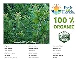 Fresh Guava leaves - 120 Guava Leaves - Organic (No pesticides or chemical sprays) - Grade 