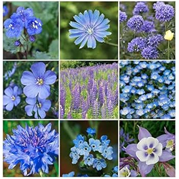 wildflower sun shade limited perennials seed mixed annuals amazon
