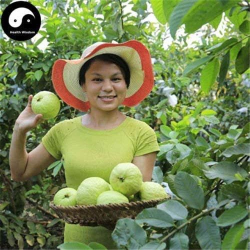 Shop 360 Garden Rare Psidium Guajava Giant Kilo Guava Kg Guava Fruit live Plant (1 Healthy Plant)