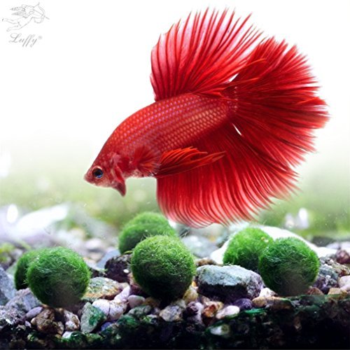 LUFFY Betta Balls : Live Round-Shaped Marimo Plant : Natural Toys for Betta Fish : Aquarium Safe