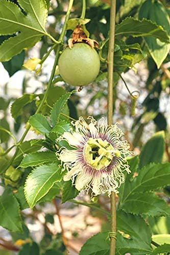 Amazon 珍しい果物種子 イエローパッションフルーツ 花も実も楽しめる 約粒 発芽率55 種