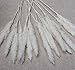 DongArts Natural Dried Pampas Grass, Phragmites Communis,Wedding Flower Bunch, 23” Tall for Home Decor (White)