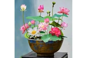 JOHNSEGARDEN 20pcs Mixed Pink, Red & Green Color Bowl Lotus Seeds for Planting Beautiful Water Plants for Indoor Bonsai, Outdoor Ponds and Gardens Water Lily Seeds