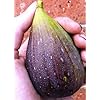 Magnolia Brunswick Edible Fig Plant - Ficus carica - Canning - 2.5" Pot