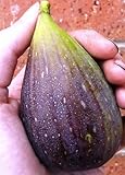 Magnolia Brunswick Edible Fig Plant - Ficus carica - Canning - 2.5" Pot