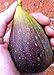 Magnolia Brunswick Edible Fig Plant - Ficus carica - Canning - 4" Pot