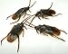 Fake Cockroaches 144-Disgusting Realistic Looking Fake Bugs-Gross Scary Insects Realistic Plastic Roaches Terrorize Friends Family Neighbors Office Co Workers Bulk Cucarachas Falsas Regalo de broma