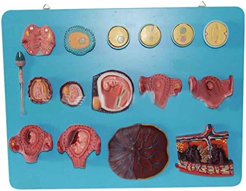 WERT Fertilization And Early Embryonic Development Process Model Fertilized Egg Embryonic Development Model Pregnancy Development