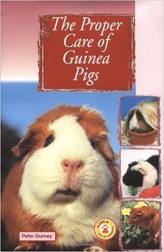 proper guinea pig care
