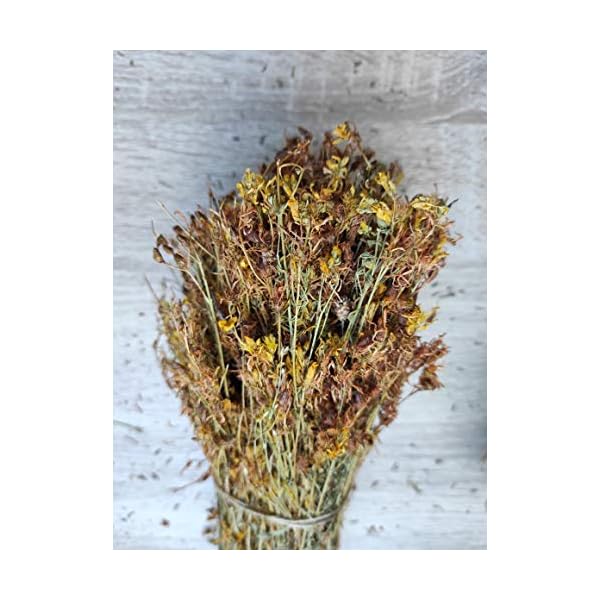 Wilder Johanniskraut-Kräutertee Ganze Bündel 220g - 1.95Kg Ernte Mai 2022 (1950 gramm) – Bild 8