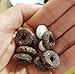 2017 New Post Oreo O`s Cereal 8.8oz (250g) 1EA