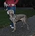 PetSafe Reflective Easy Walk Dog Harness, X-Large, Black/Silver