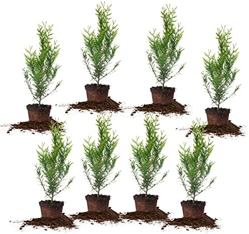 Perfect Plants Thuja Green Giant 2ft. Tall 8-Pack | Privacy Evergreen Arborvitae | Adaptable Lush Green Foliage
