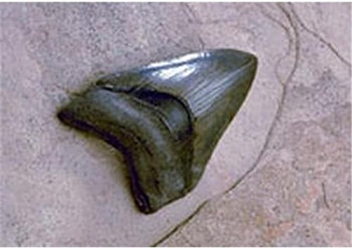 Expedition CL: Medium "Megalodon Shark Tooth"