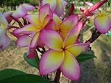 8 Inch to 12 Inch Cutting Rooted Plumeria Plants Free Permit Name
