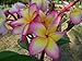 8 Inch to 12 Inch Cutting Rooted Plumeria Plants Free Permit Name"janny Pink"