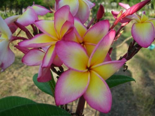 8 Inch to 12 Inch Cutting Rooted Plumeria Plants Free Permit Name