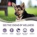Wellness Natural Pet Food Complete Health Natural Dry Large Breed Puppy Food, Chicken, Salmon & Rice, 30-Pound Bag