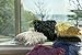 Phantoscope Faux Fur Pillow Cover Fluffy Throw Pillow Mongolian Luxury Fuzzy Pillow Case Cushion Cover for Bedroom and Couch,Black 18 x 18 Inches
