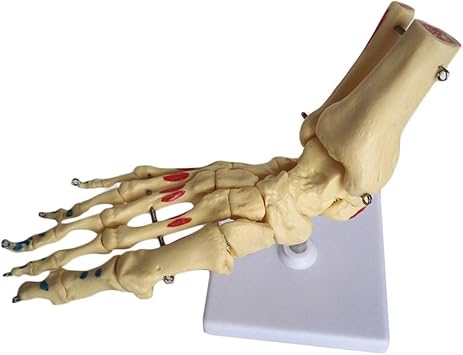 Amazon Co Jp 足と足首のスケルトンモデル 筋肉を着色する実物大の人間の足の関節モデル人間の関節の解剖学的モデル 医療モデルを教える研究表示用 スポーツ アウトドア