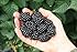 25x Riesen Beeren F1 Brombeeren Samen Pflanze essbar Obst