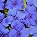 Outsidepride Impatiens Blue - 100 Seeds