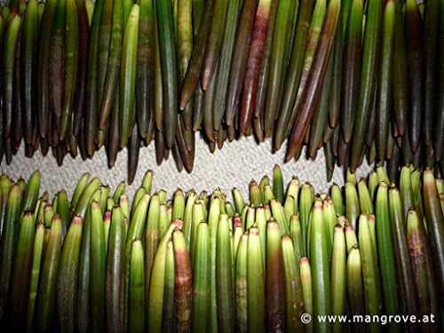 20 ORIENTAL MANGROVE PLANTS or SEEDSBRUGUIERA CONJUGATAaquarium mangroves tank