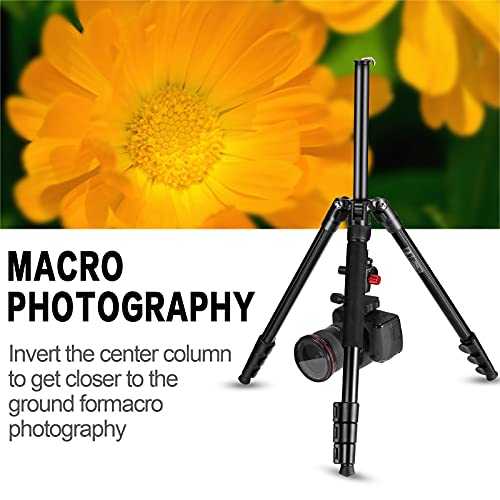 MACTREM Professional Camera Tripod with Phone Mount, 62" DSLR Tripod