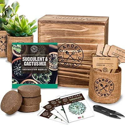 Cactus Kit de semillas de suculentas para principiantes - Kit de ...