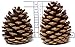 Natural Ponderosa Pine Cones Christmas Ornaments Decorations 3 to 3.5