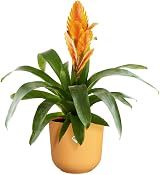 elho Jazz Round 16cm Flower Pot Indoor Plant Pot Yellow Amber view 3