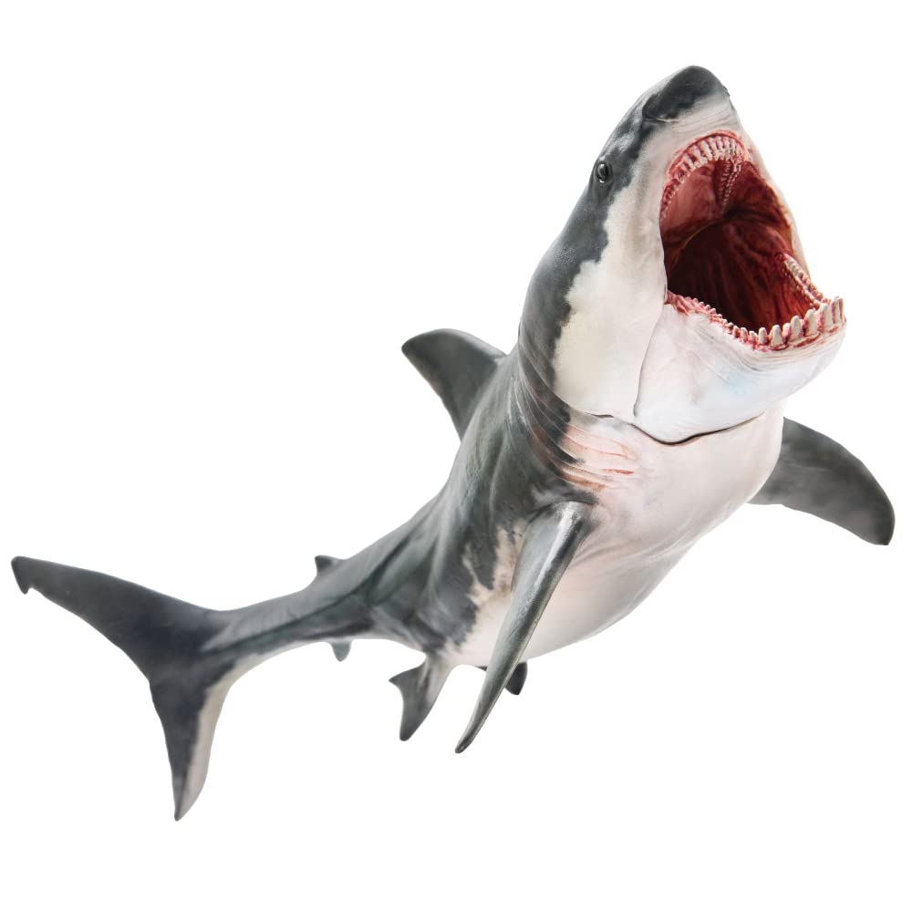 PNSO Everything Dinosaur Patton the Megalodon Shark Model