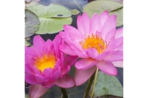 CHALILY Siam Purple 2 Live Pernnial Water Lily Perfect Pond Plant Pre Grown Bare Root Waterlily Outdoor Koi Pond or Container Ponds Lillies pregrown Lilly pad