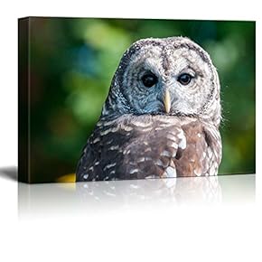 Canvas Prints Wall Art - Barred Owl on Green Background - 12" x 18"