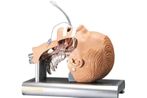 Ambu Intubation Airway Management Trainer