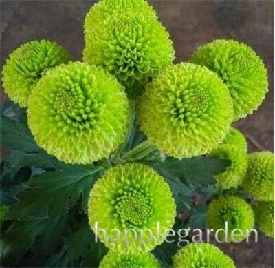 Bloom Green Co. Bonsai 100 pcs Flores mixtas de aster, plantas de ...