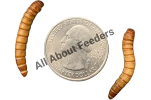 GIMMINY CRICKETS & WORMS 500ct Live Giant Mealworms, Reptile, Birds, Best Bait