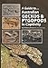 A Guide to Australian Geckos & Pygopods by 