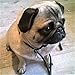 Ami Fidele-Rolled Leather Dog Slip Leash-Super Soft Walking/Training Lead,Gentle But Strong Leash for Small/Medium Size Dogs-3/8”x48”-Black +Free Video to Help with Pulling Dogs-Attractive Gift Box