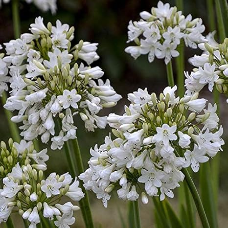 Amazon Co Jp 宿根草 アガパンサス ギャラクシー ホワイト 5号 15cm ポット 今期開花終了 ホーム キッチン
