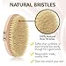 The Ultimate Dry Brush by YOOVE | Premium Dry Brushing Body Brush | Dry Brush for Cellulite and Lymphatic | 100% Natural Bristle Exfoliating Brush