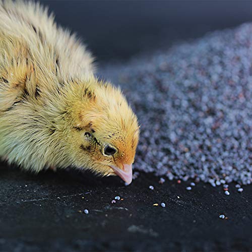 federgold® Blaumohn 250 g â hochwertiges Zusatzfutter für Wachteln & Hühner | unterstützt die Verdauung & Futteraufnahme | ideal für Küken ab dem 1. Tag | 100% Naturprodukt auf Lebensmittelbasis – Bild 4