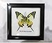 FRAMED REAL BEAUTIFUL FIVEBAR (YELLOW) SWORDTAIL BUTTERFLY DISPLAY INSECT TAXIDERMY 5