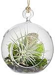 MakersKit Hanging Air Plant Terrarium