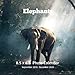 Elephants 8.5 X 8.5 Calendar September 2019 -December 2020: Monthly Calendar with U.S./UK/ Canadian/ by Lynne Book Press