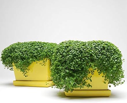 Amazon コルシカミント種子5粒 花 Amazon コルシカミント種子5粒 花