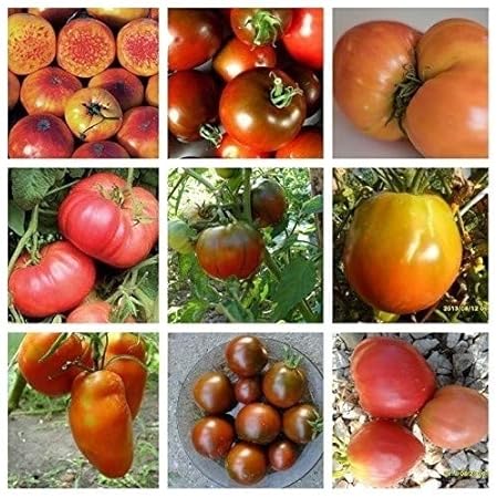 Historische Ungarische Brandweintomaten im Set: 10 bestimmte Sorten 100 Samen von unserer ungarischen Farm samenfest, nur nat